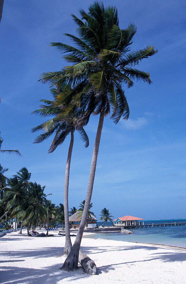 Palm Beach, Hotel beach, San Pedro, Ambergris Caye, Belize, Caribbean Sea, Carribean, America