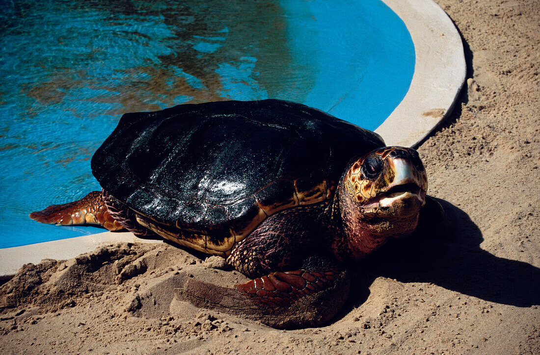 Turtle Project, Praia do Forte