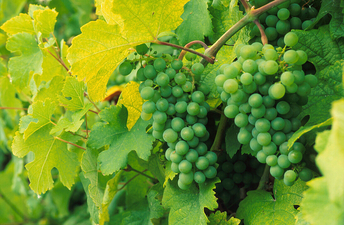 Wine grapes and leaves