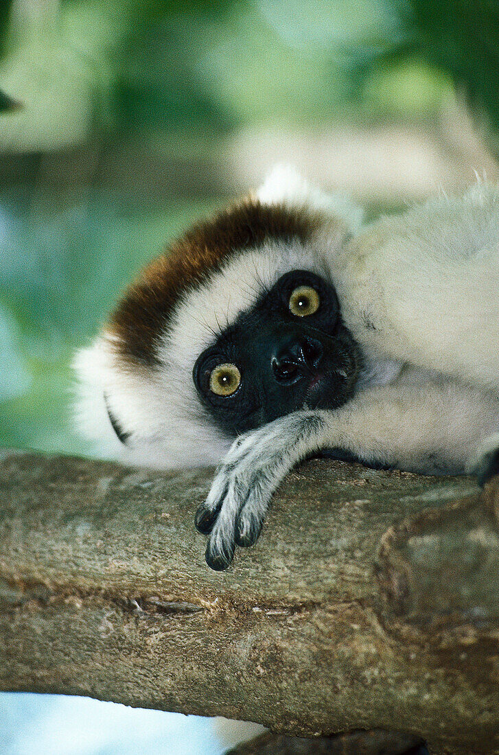 Kronensifaka , Halbaffe, Propithecus v. verreauxi Berenty, Madagaskar