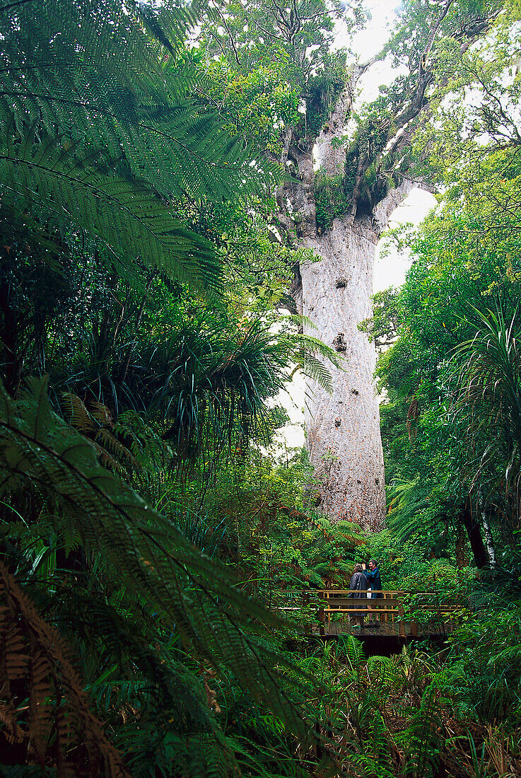 Tane Mahuta, Gott des Waldes, Hoechster Kauri NZ´s, Waipoua Forest Nordinsel, Neuseeland