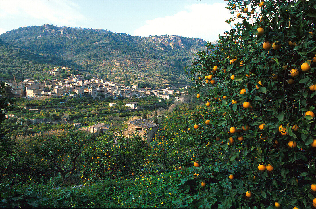 Orangenbaum, Fornalutx, Mallorca Balearen, Spanien