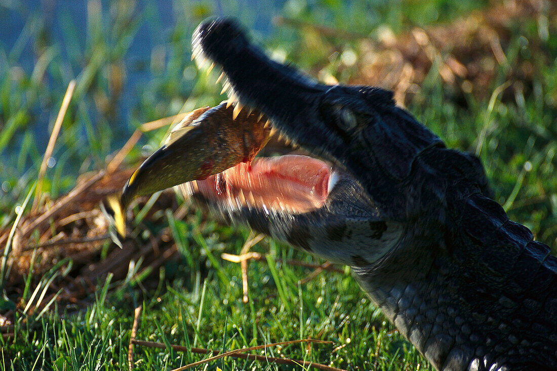 Kaiman mit Piranha, Esteros del Ibera, Corrientes, Argentinien, Südamerika, Amerika