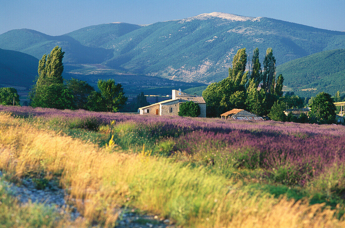 Landscape with lavender field at Simiane la Rotonde, Alpes de Haute Provence, Provence, France, Europe