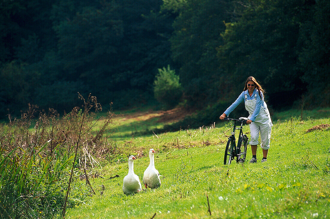 Woman pushing a mountain bike over a field, Two geese, St. Peters Valley, Jersey, Channel Islands, Great Britain