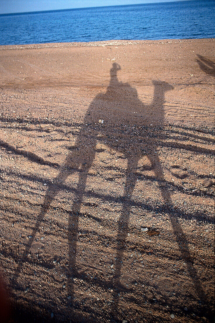 Kamel mit Reiter, Schatten, Sinai, Ägypten
