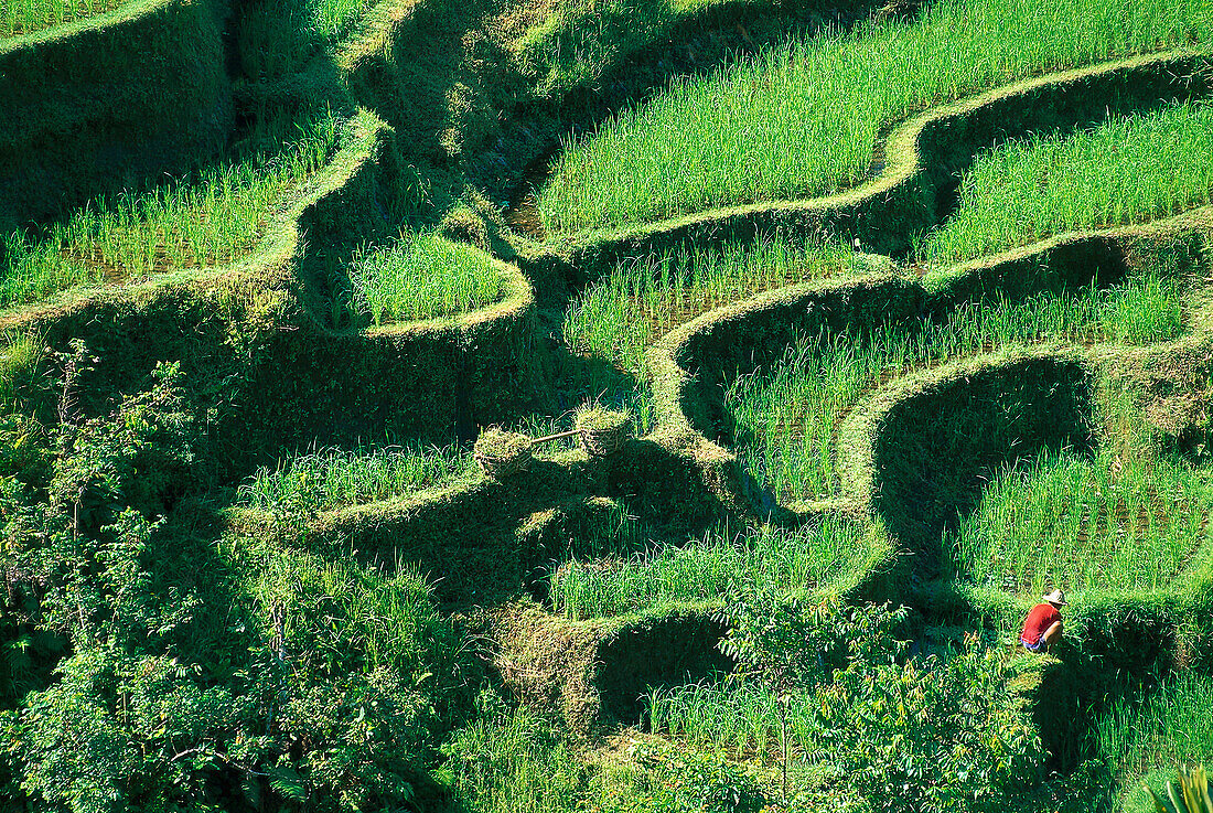 Peasant farmer working on his rice fields, Rice terraces near Pujungklod, Bali, Indonesia