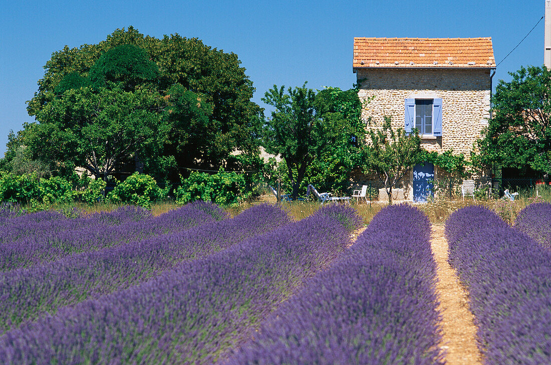 Lavendelfeld mit Haus im Sonnenlicht, Alpes-de-Haute-Provence, Provence, Frankreich, Europa