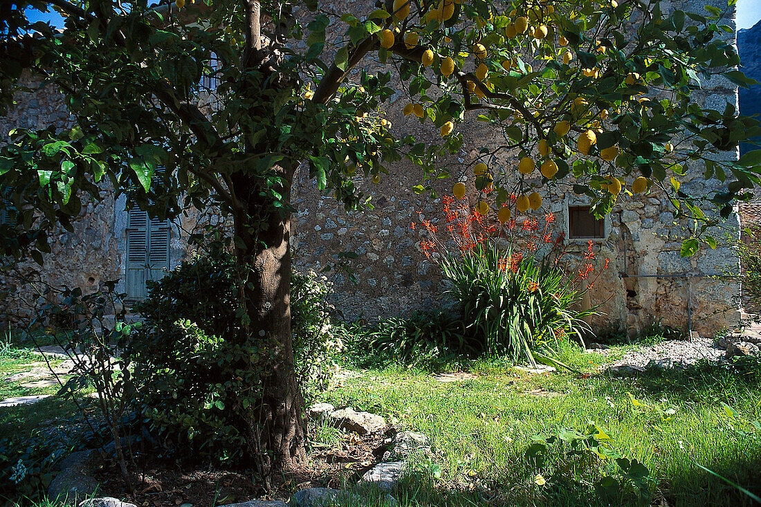 Lemontree in a Garden, Mallorca Balearic Isl., Spain