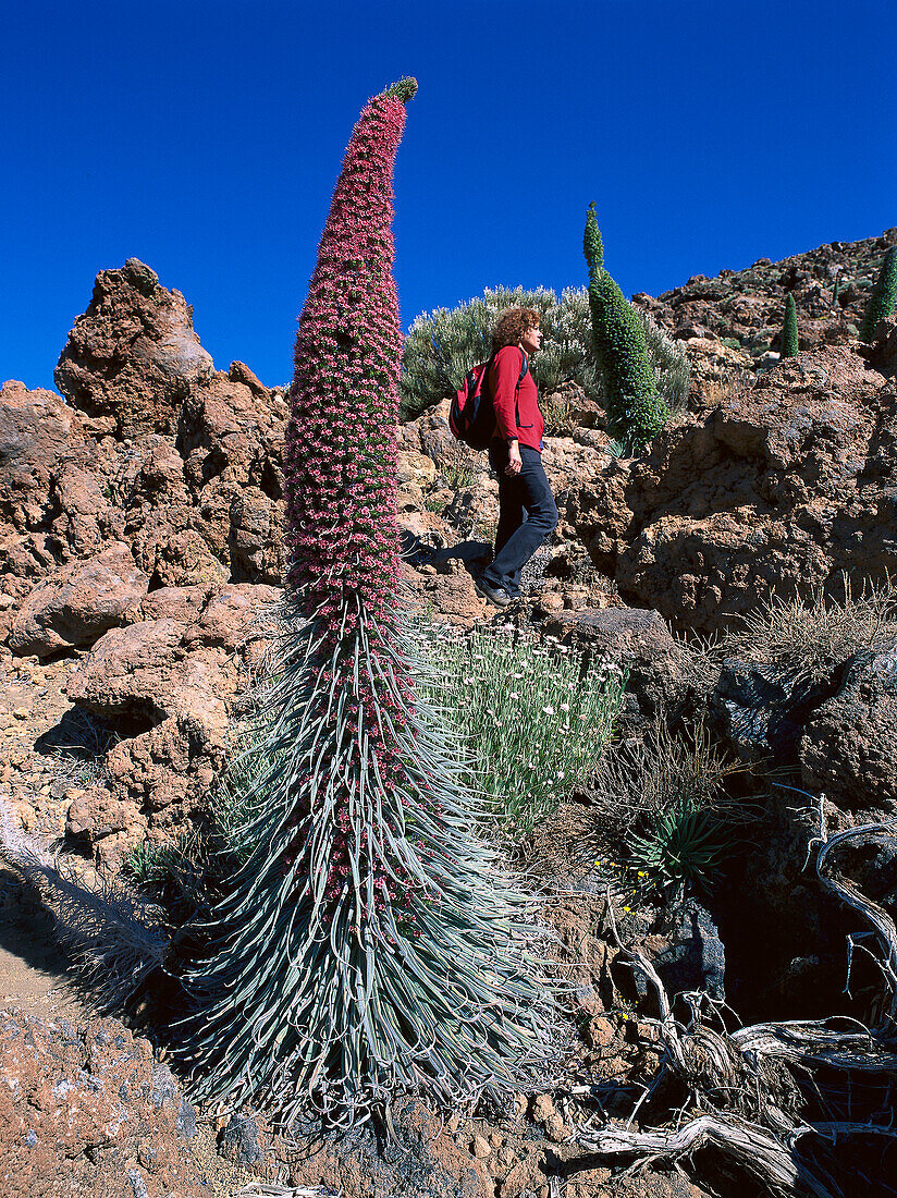 Roter blossoming agave plant, hiker, Parque Nacional del Teide Tenerife, Spain