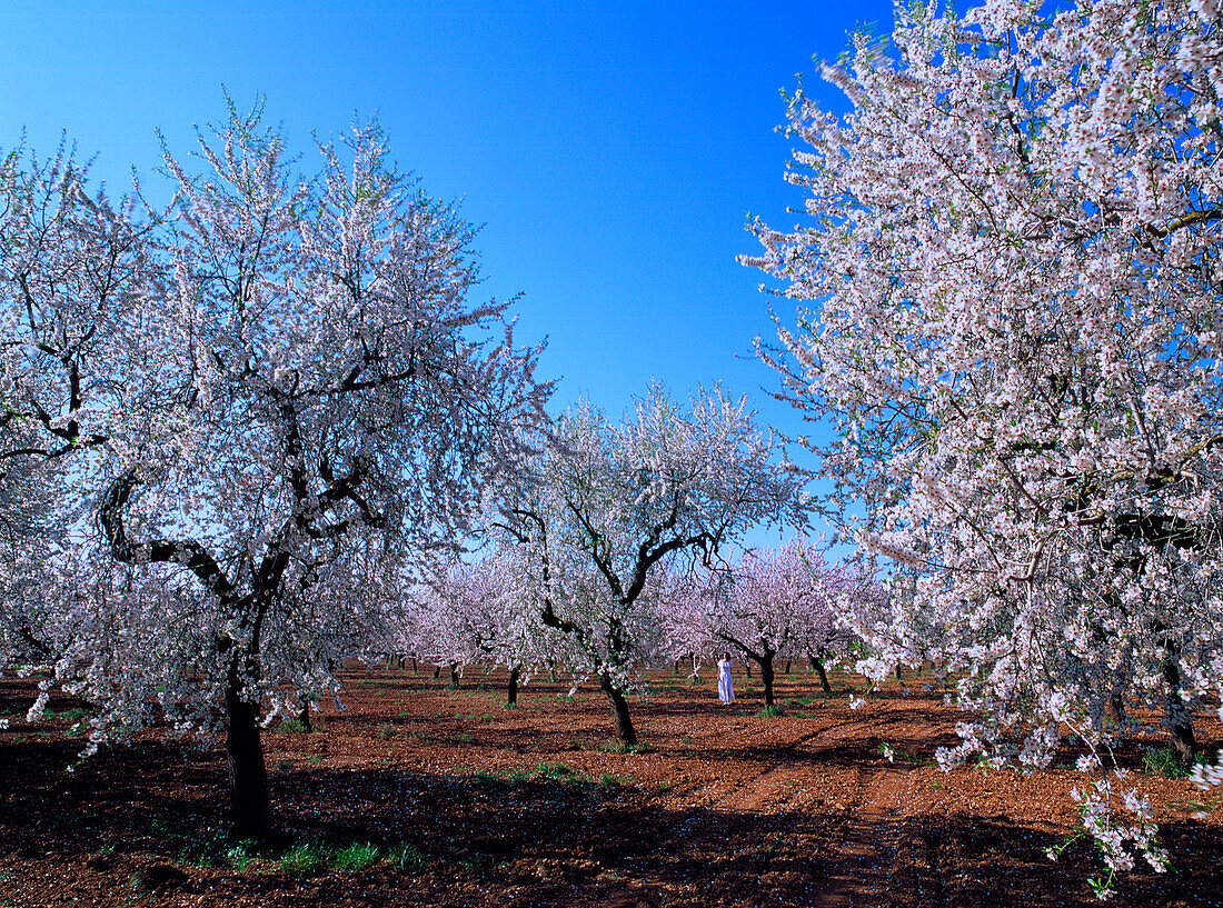 Mandelblüte, Mallorca, Spanien