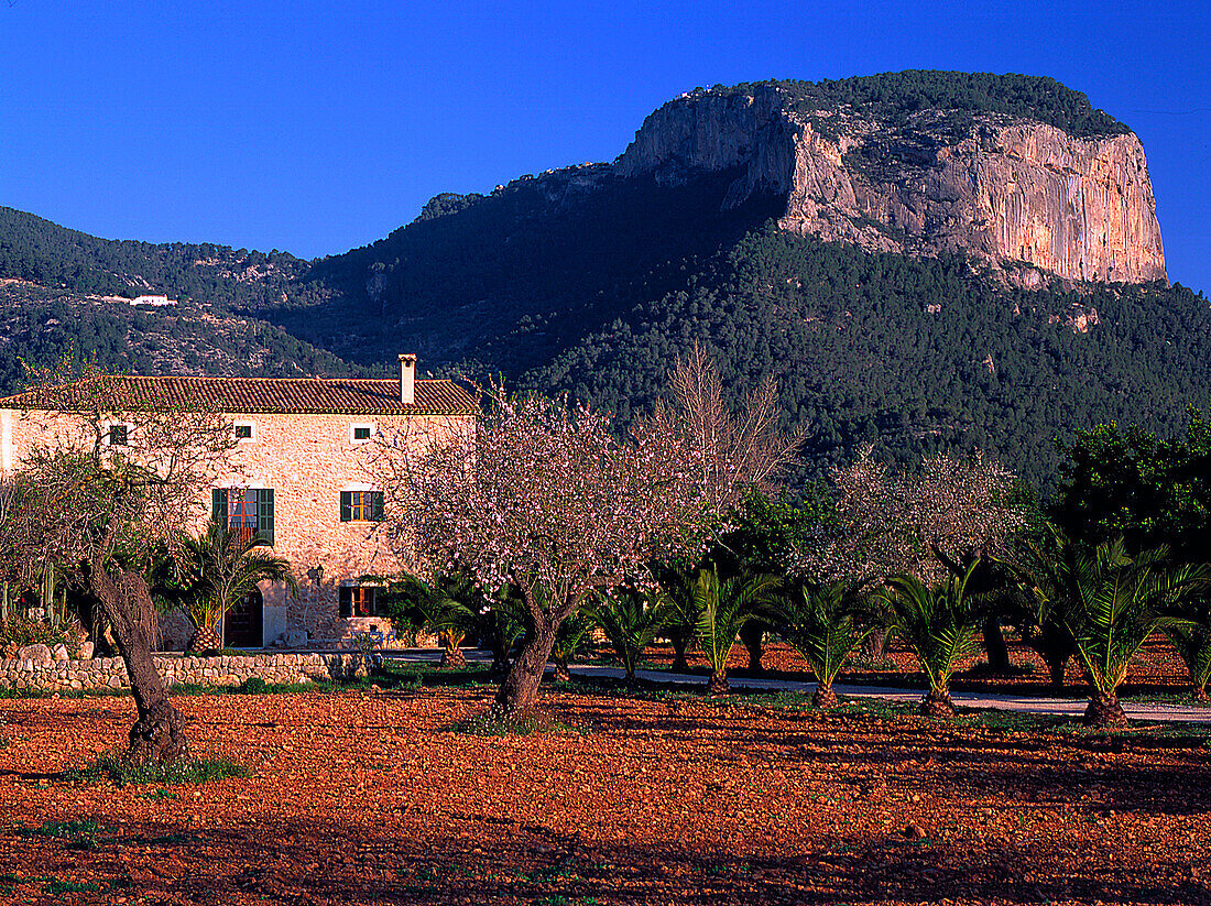 Tafelberg Soucadena, Serra Tramuntana, Mandelbluete Mallorca, Balearen, Spanien