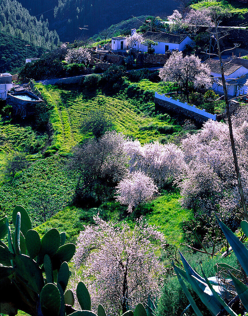 Mandelbluete, bei Artenara, Gran Canaria Kanarische Inseln