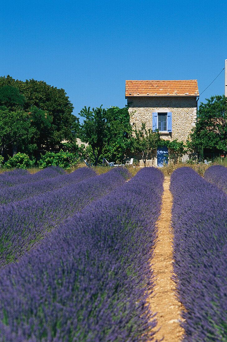 Lavendelfeld mit Haus im Sonnenlicht, Alpes-de-Haute-Provence, Provence, Frankreich, Europa