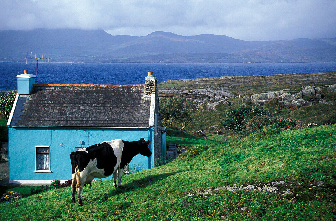 Kuh vor einem Häuschen bei Ardgroom, Co. Cork, Ring of Beara, Irland