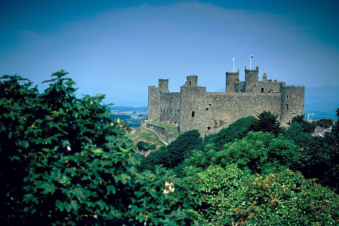 Die Ruine von Burg Harlech hinter Bäumen, Gwynedd, Wales, Grossbritannien, Europa