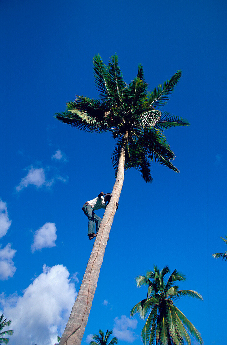 Climbing, Palm Tree, Man, Climbing on a palm tree at Cayo Levantado, Bahia de Samana, Dominican Republic