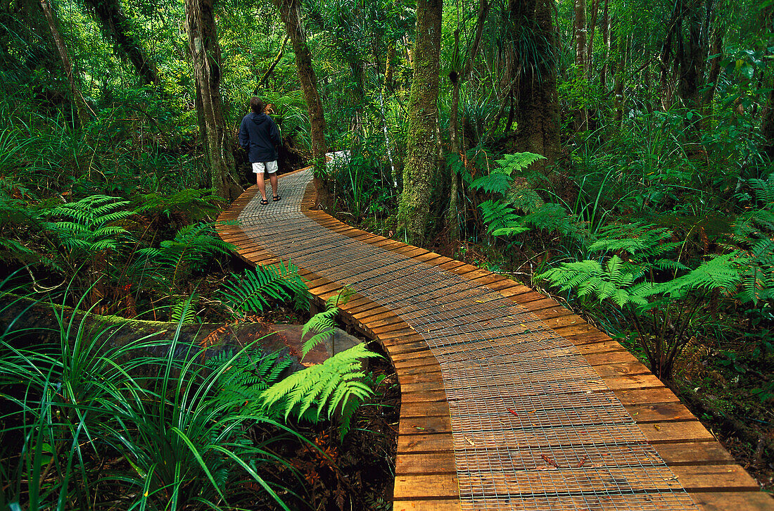 Waipoa Forest, North Island Neuseeland