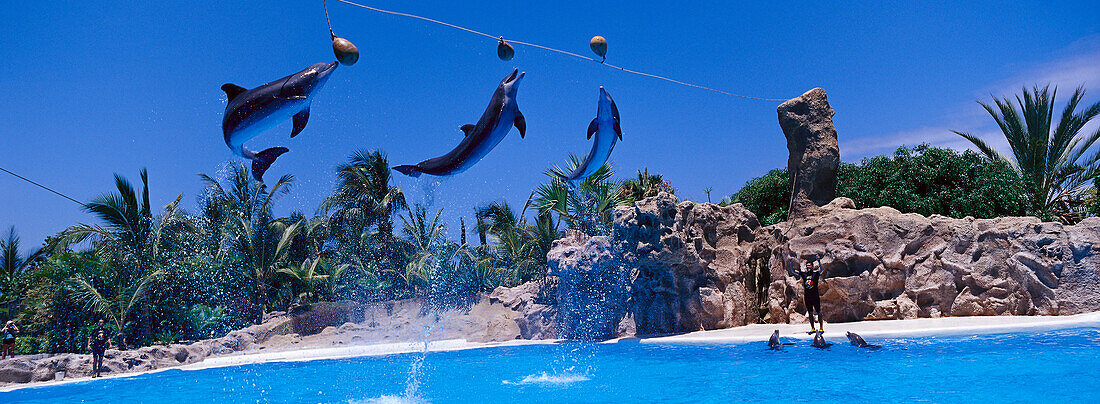 Dolphin Show, Loro Parque, Puerto de la Cruz, Tenerife, Canary Islands, Spain