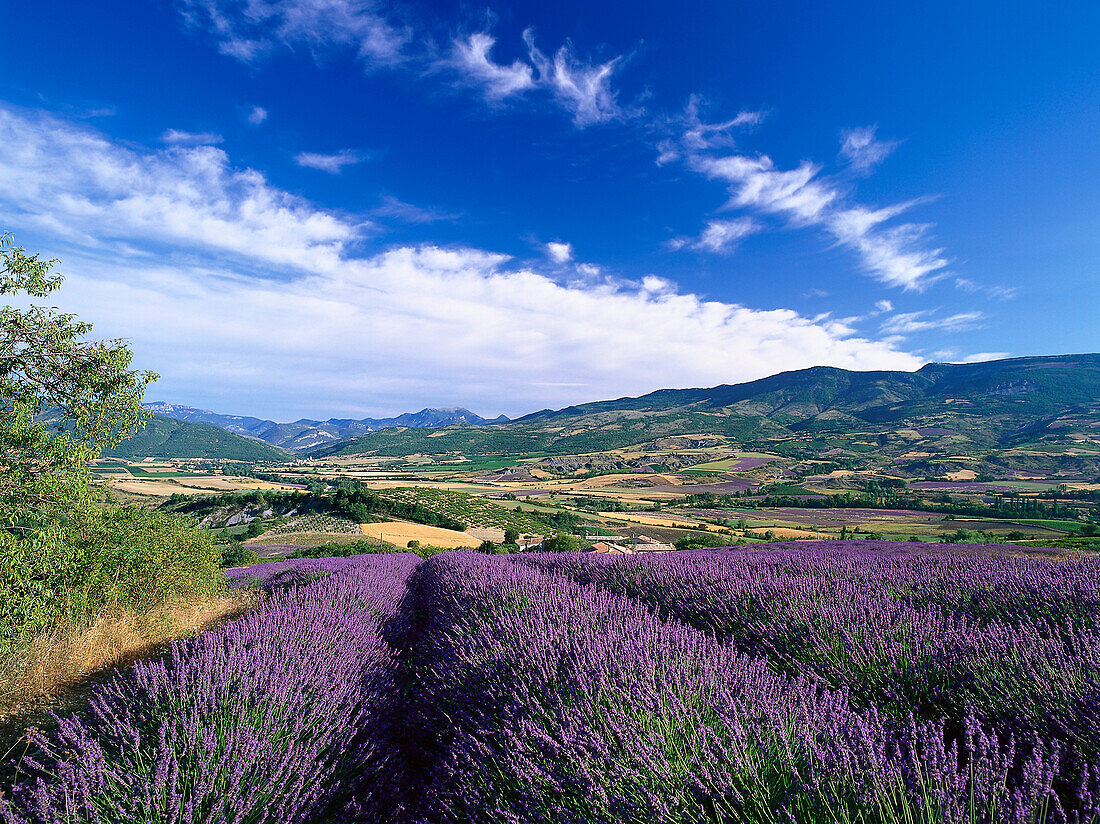 Tal mit Lavendelfeldern bei Nyons, Drome, Provence, Frankreich