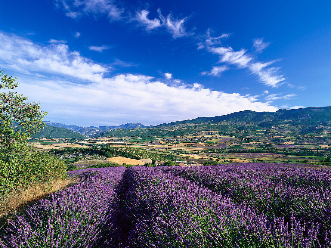 Valley with lavender fields near Nyons, Drome, Provence, France