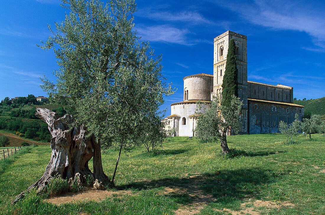 Olivenbaum, Abtei Sant' Antimo, Lucca, Toskana, Italien