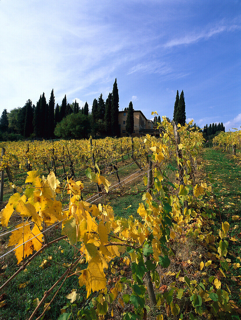 Weinberg, San Gimignano, Toskana, Italien