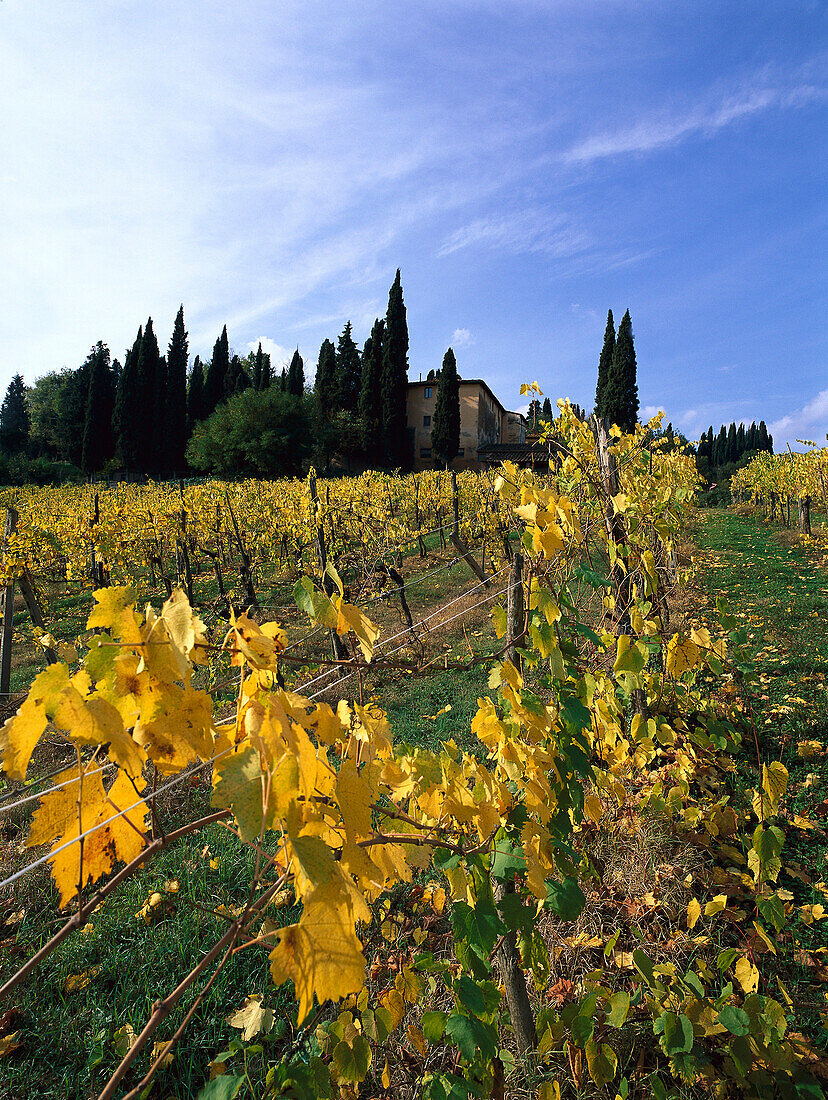 Winegrowing, San Gimignano, Tuscany, Italy