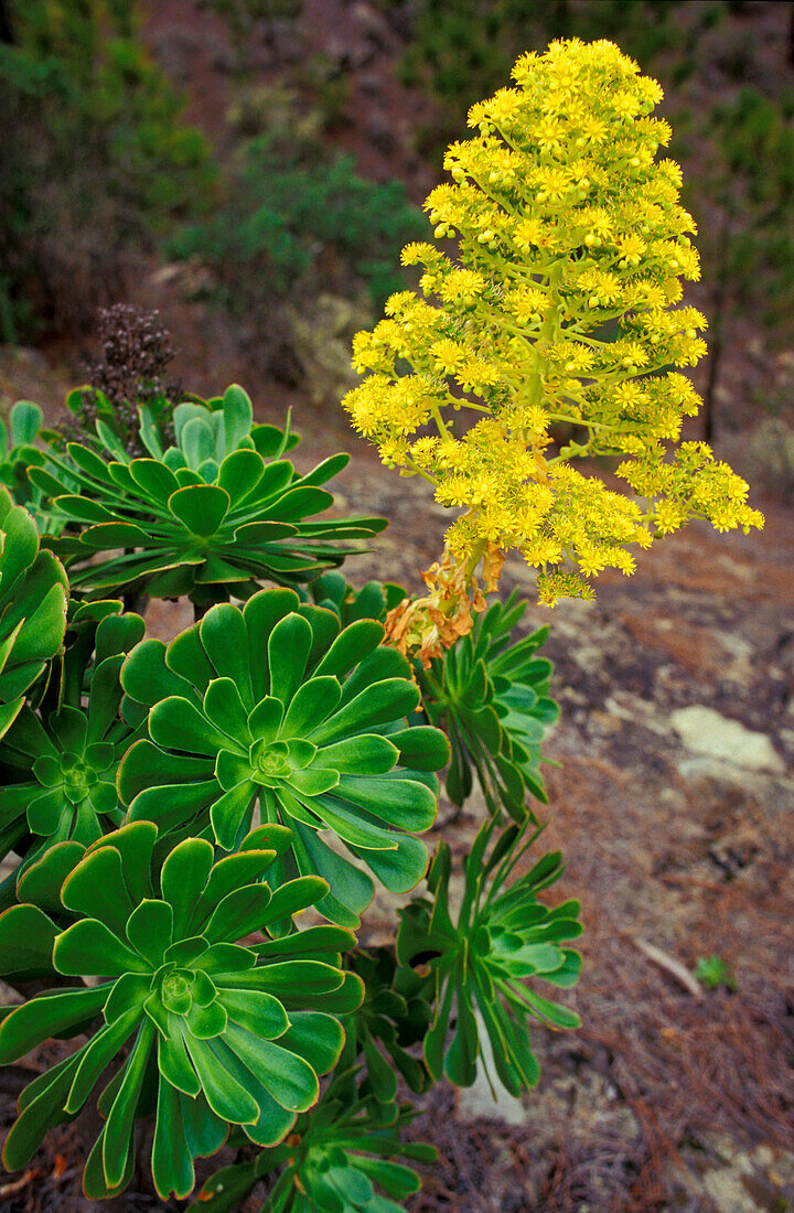 Nahaufnahme von Gold Dachwurz, Aeonium holochrysum, Kanaren, Spanien