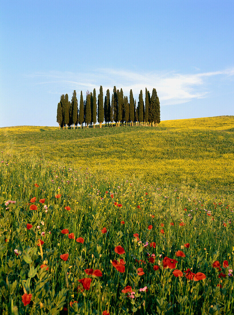 Cypress forest, Val d'Orcia, typical Tuscan landscape, Tuscany, Italy