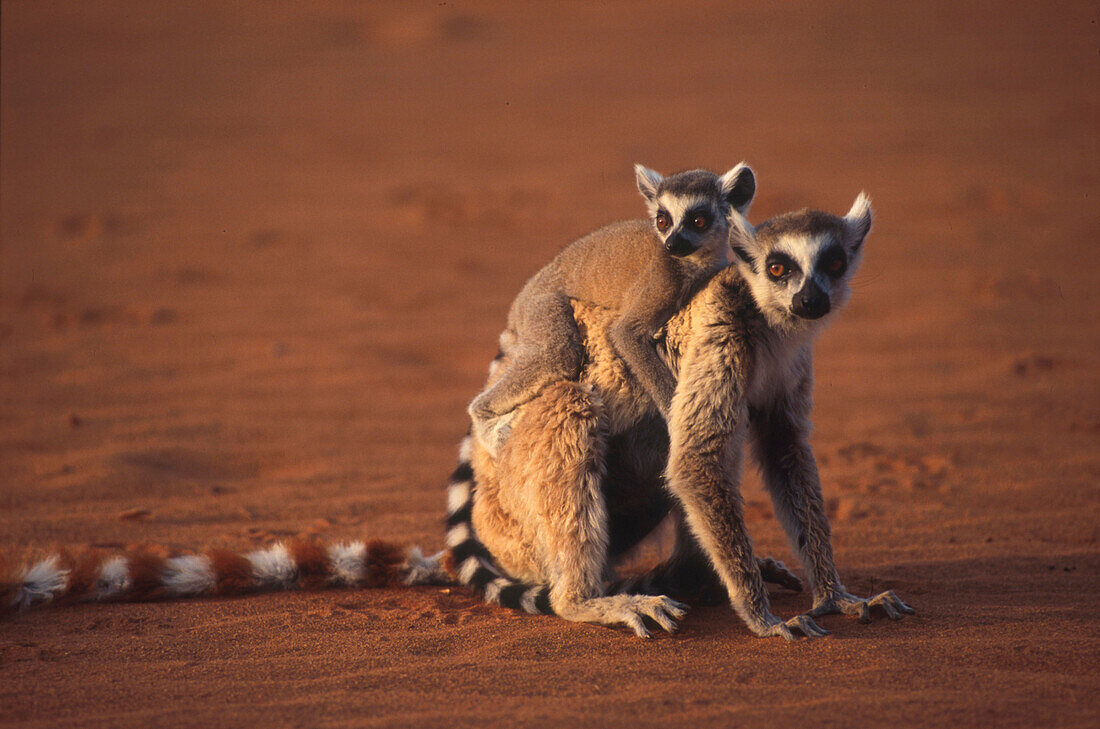 Katta Lemuren, Berenty, Madagaskar STÜRTZ S.13