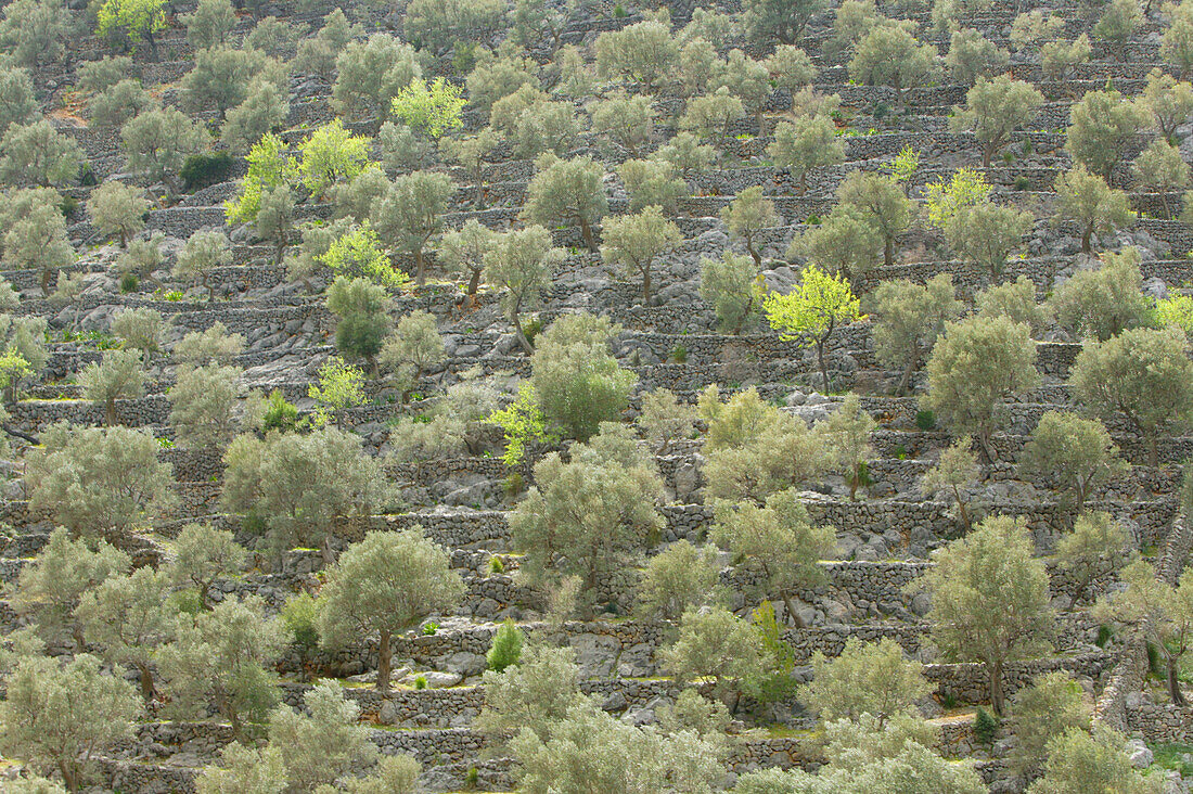Terrace hillslopes with olive trees, near inca, Mallorca, balearic islands, spain