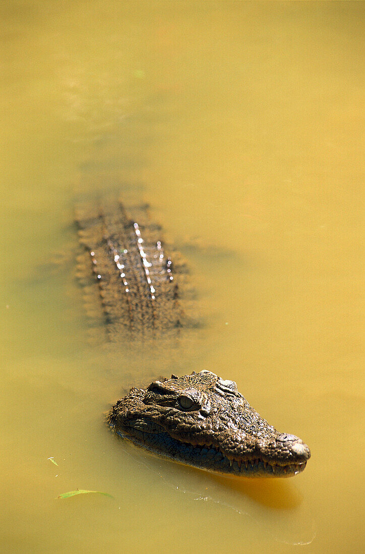 Crocodile, Madagascar