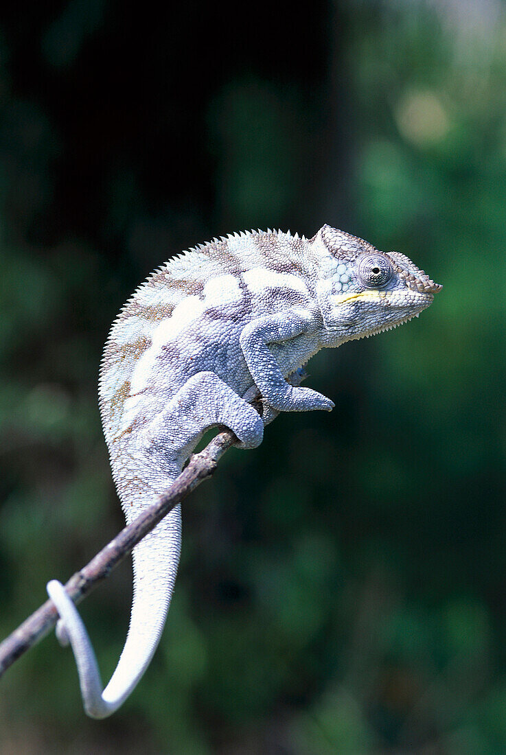 Chameleon, Perinet, Madagascar