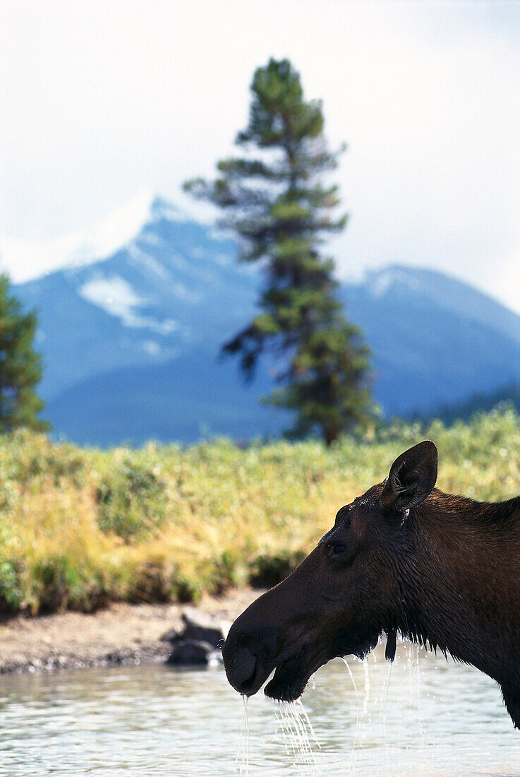 Elk, Rocky Mountains, Alberta, Canada