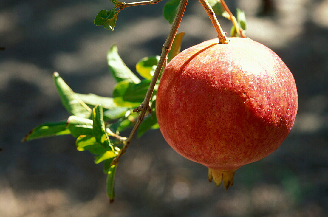 Close up of a pomegranate, Fruit, Oase, Tozeur, Tunesia