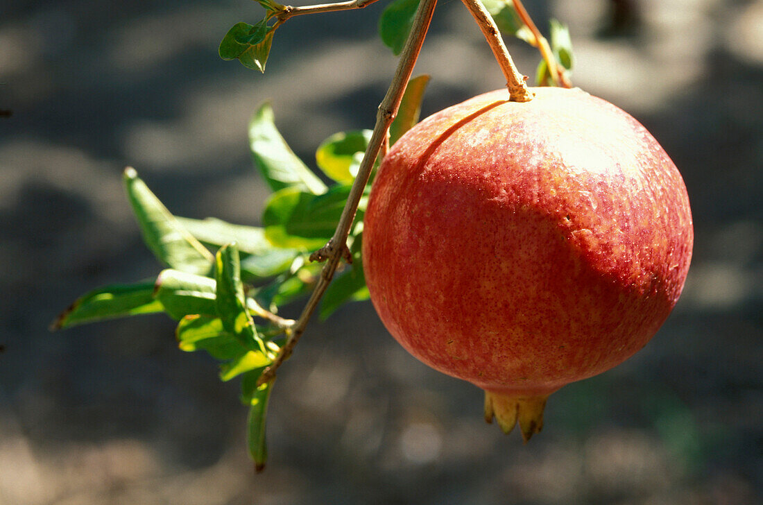 Granatapfel, Obst, Oase, Tozeur, Tunesien