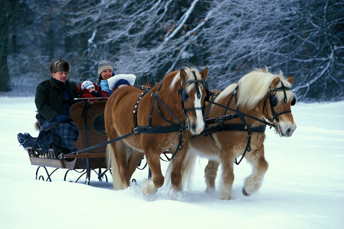 Family enjoying a sleigh ride in a horse drawn sleigh, Winter, Upper Bavaria, Bavaria, Germany
