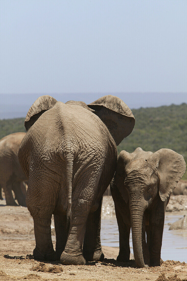 African Elephants, Addo Elephant Park, Eastern Cape, South Africa