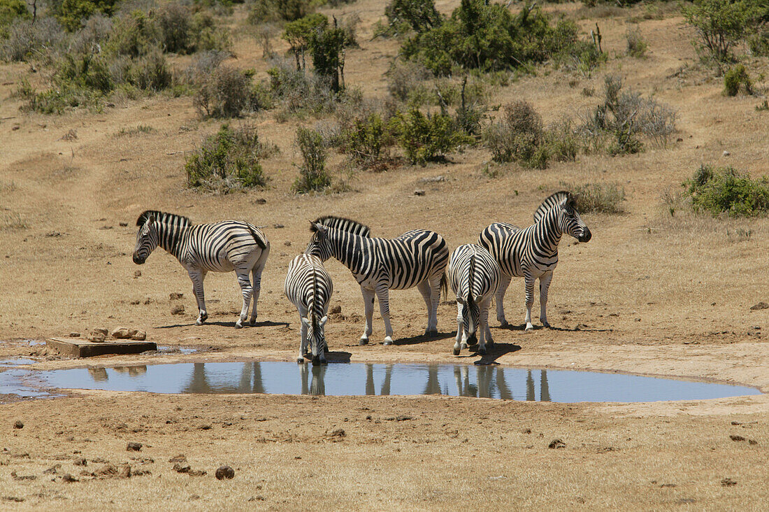 Burchells zebras, Addo Elephant Park, Eastern Cape, South Africa
