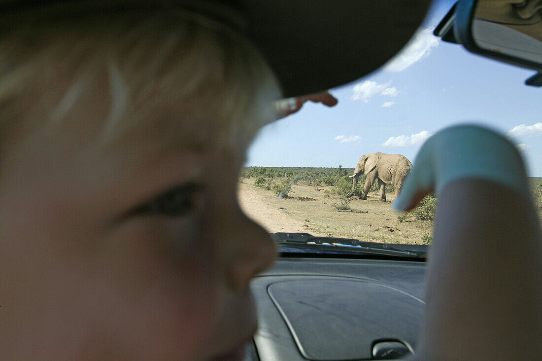 Junge beobachtet Elefant durchs Autofenster, Addo Elephant Park, Eastern Cape, Südafrika