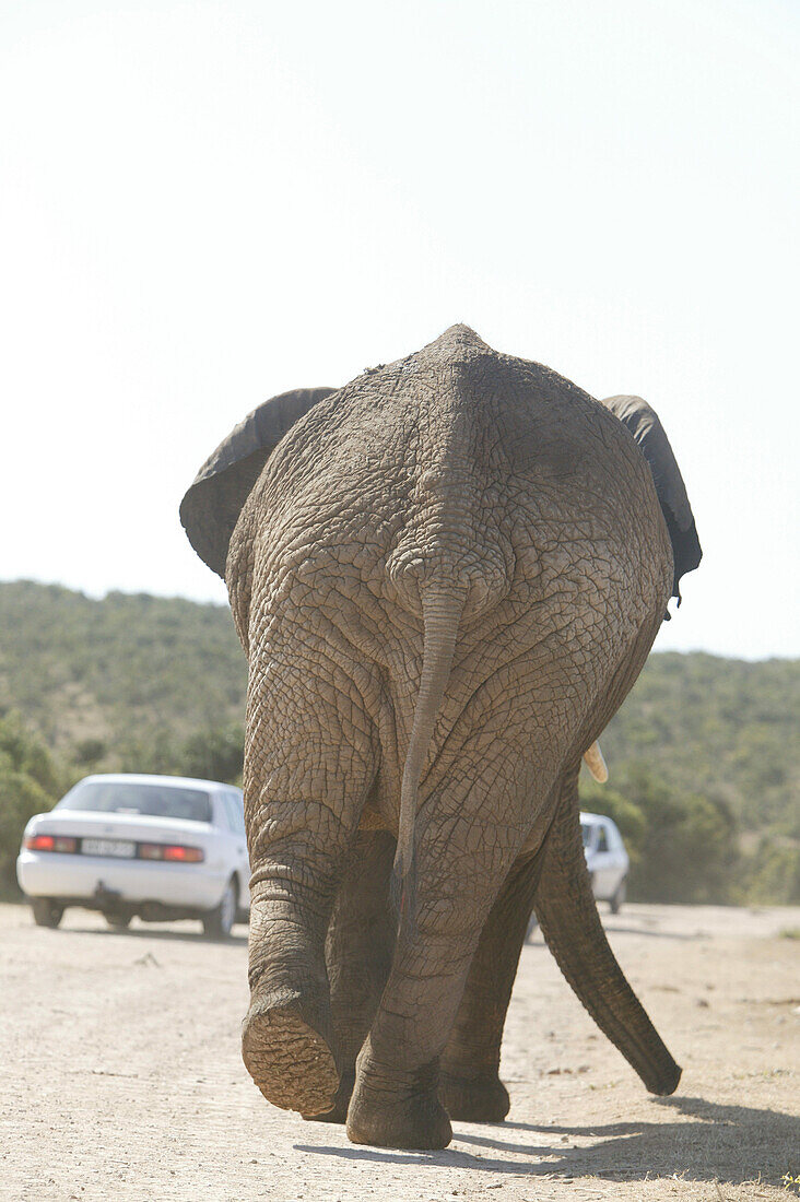 African elephant on road with cars, Addo Elephant Park, East Cape, South Africa