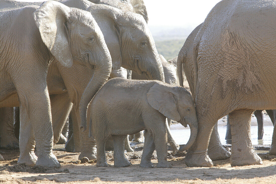 African Elephants, Addo Elephant Park, Eastern Cape, South Africa, Africa