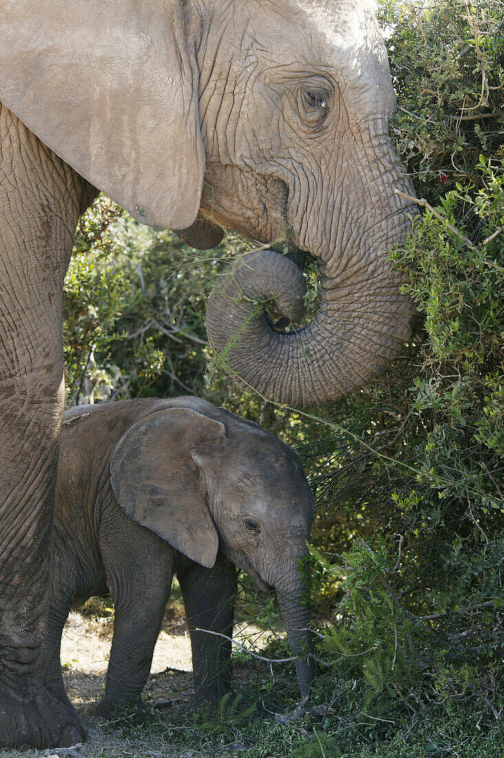 African Elephants, Cow and Calf feeding, Addo Elephant Park, Eastern Cape, South Africa, Africa