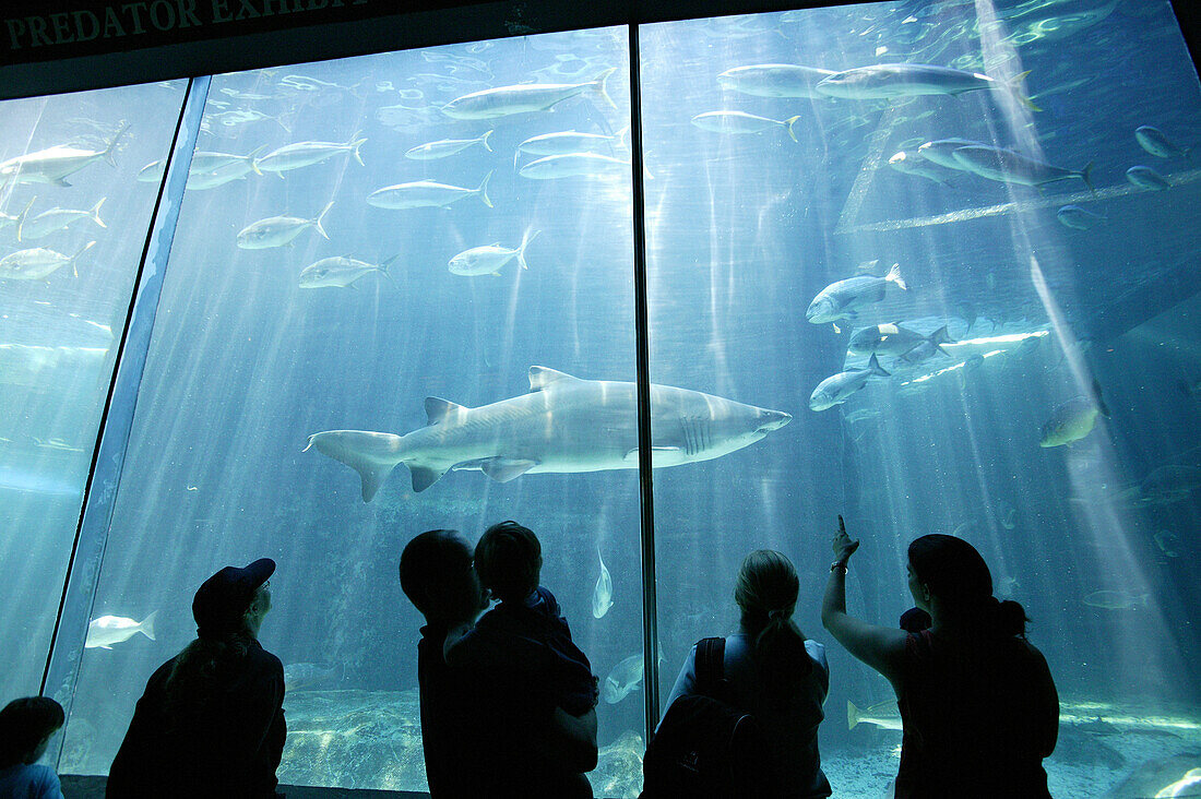 Haie, besucher, Two Oceans Aquarium, Kapstadt, Westkap, Südafrika