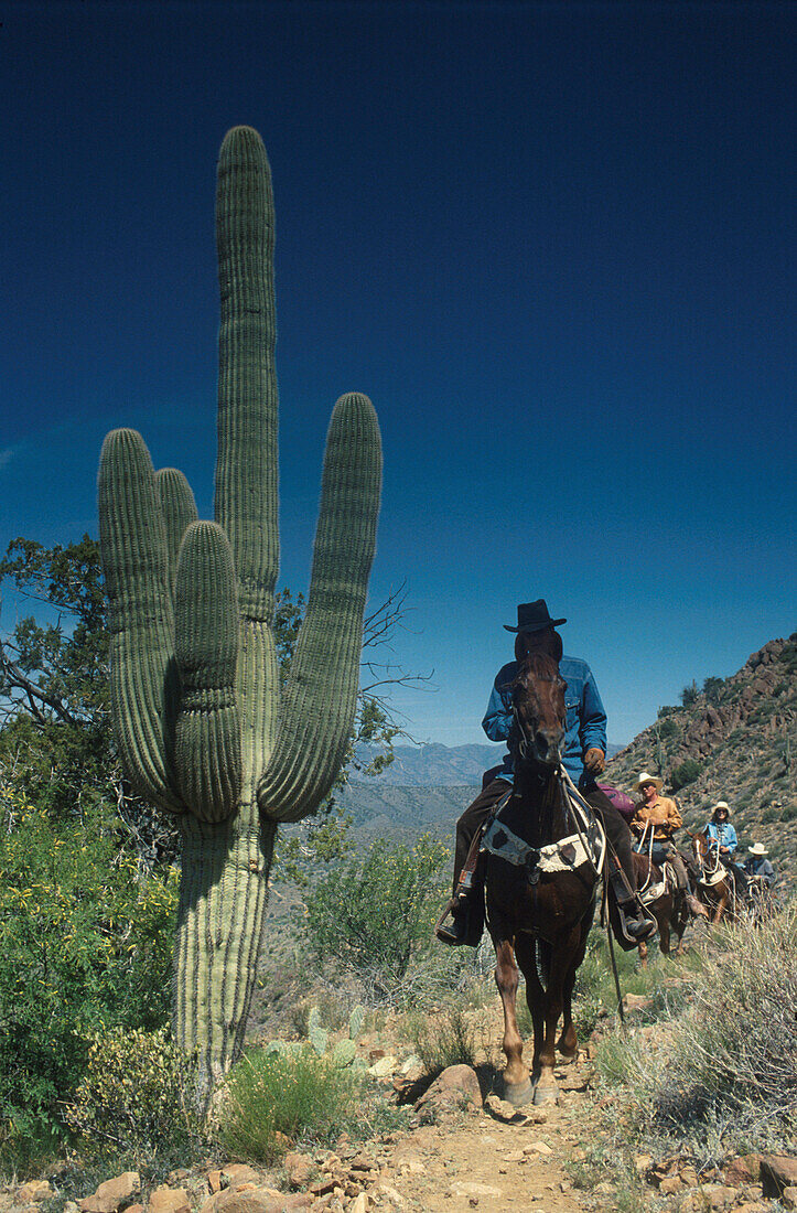 Saguaro Kaktus und Reiter, Cowboys, Arizona, USA