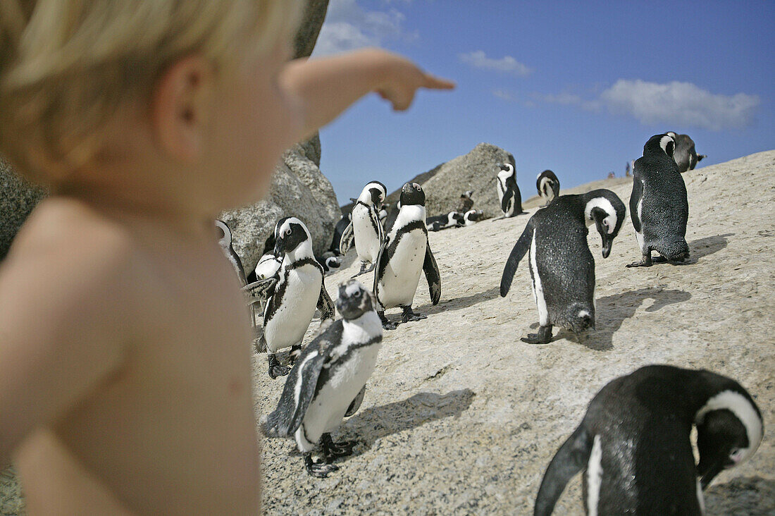Junge zeigt auf Pinguine, Boulder Beach near Simons Town, Western Cape, Südafrika