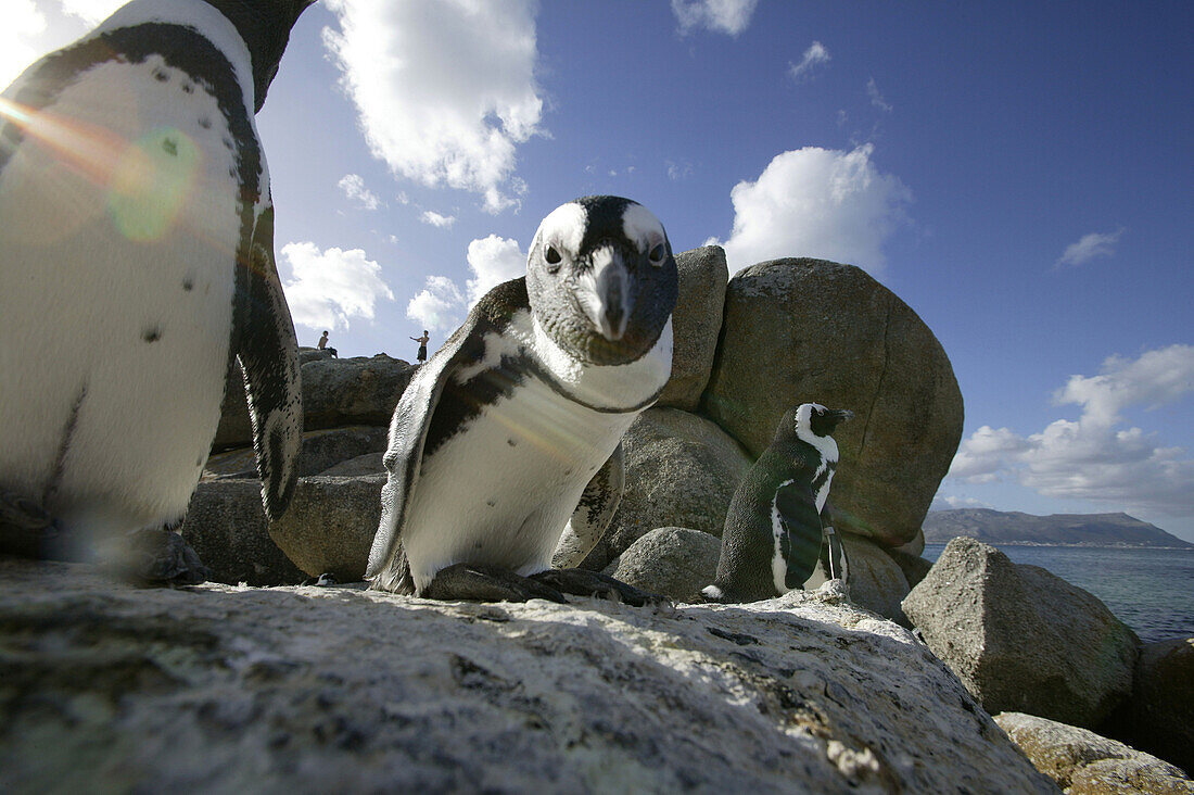 Kolonie Afrikanischer Pinguine, Boulders Beach bei Simons Town, Westkap, Südafrika, Afrika