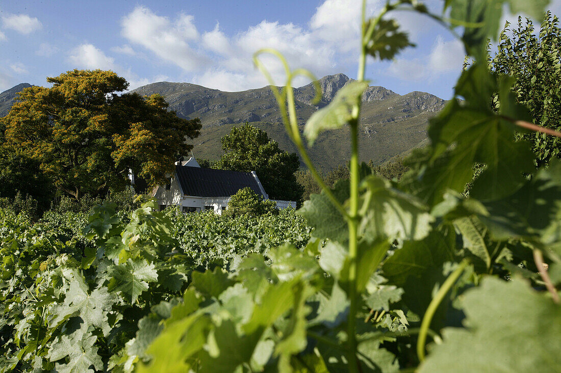 Vineyard, Franschhoek, Wine Region, West Cape, South Africa