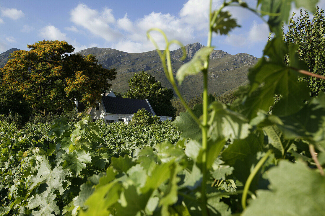 Weinberg, Franschhoek, Westkap, Südafrika